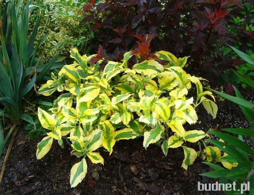 Hydrangea macrophylla Pirates Gold